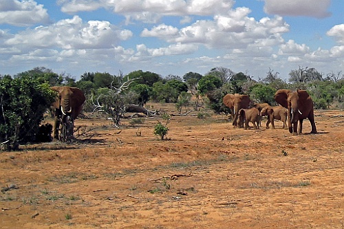 Kenia (291)
